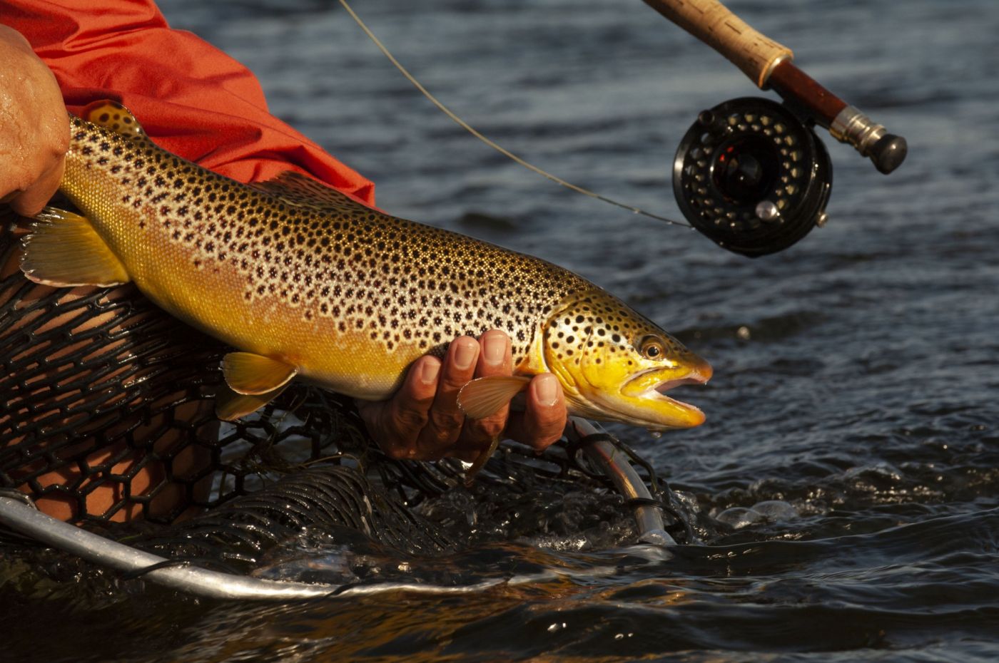 Fishing for wild brown trout, River Robe, Ballinrobe, County Mayo